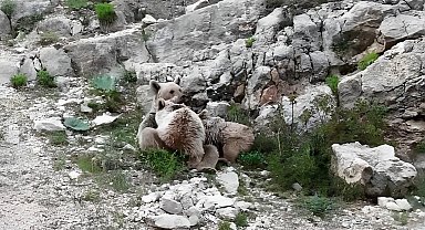 Tunceli'de anne ayı, yavrularını emzirirken görüntülendi