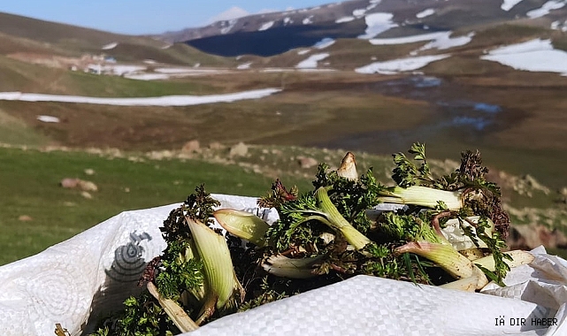 Tuzluca&#039;da Mendık sezonu başladı