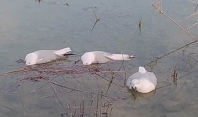 &#039;Yalancı veba&#039; martıları vurdu: Binlercesi telef oldu, bir o kadarı da ölmek üzere