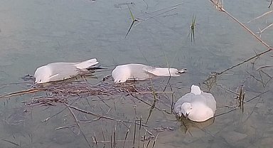 'Yalancı veba' martıları vurdu: Binlercesi telef oldu, bir o kadarı da ölmek üzere