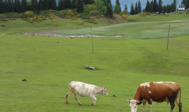 Yaylacılara mera ve yaylaklarda otlatma uyarısı