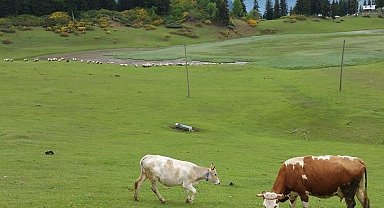 Yaylacılara mera ve yaylaklarda otlatma uyarısı