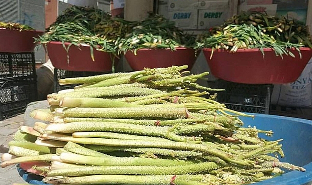 Yaylaların bize sunduğu şifa kaynağı Işgın&#039;ın faydalarını biliyor musunuz?