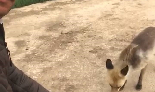 Yiyecek arayan tilkiyi vatandaş elleriyle besleyip kurabiye yedirdi