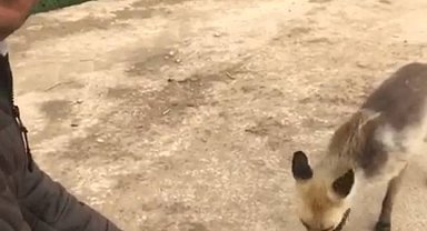 Yiyecek arayan tilkiyi vatandaş elleriyle besleyip kurabiye yedirdi