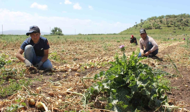 Zorlu mesai, günde 12 saat çalışan tarım işçileri 900 TL yevmiye elde ediyor