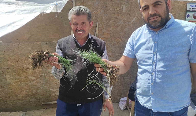 &#039;Zuzubak&#039; Otunun fiyatını duyan dönüp bir daha bakıyor: Kilosu 5 bin liradan alıcı buluyor