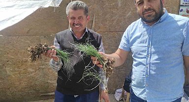 'Zuzubak' Otunun fiyatını duyan dönüp bir daha bakıyor: Kilosu 5 bin liradan alıcı buluyor