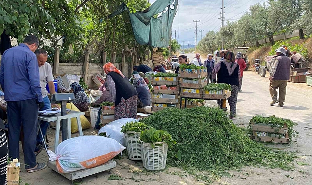 1 milyon 500 bin kilogram asma yaprağından 500 bin dolar gelir elde edildi
