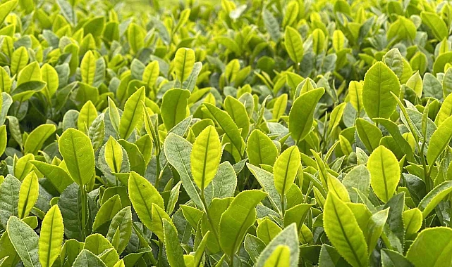 1. sürgün yaş çay kampanyası için geri sayım başladı