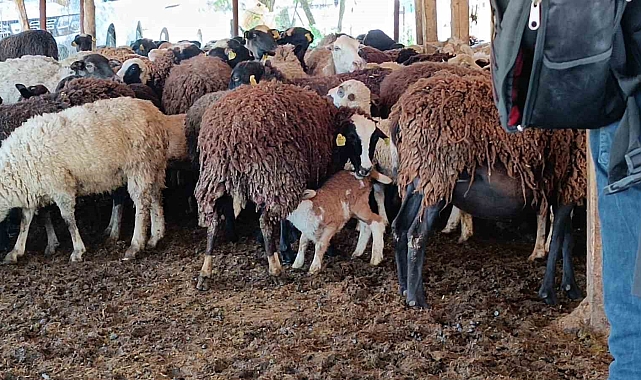 10 küçükbaş hayvan ile işini büyüterek kendini işinin patronu oldu