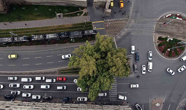 350 yıllık çınar havadan görüntülendi