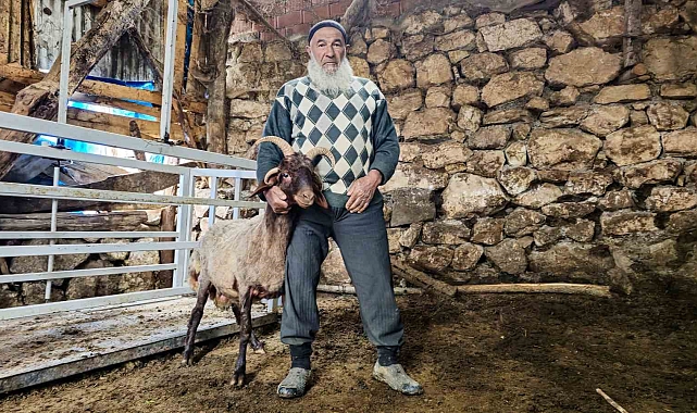 4 boynuzlu koç ahırın lideri oldu