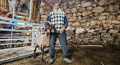 4 boynuzlu koç ahırın lideri oldu