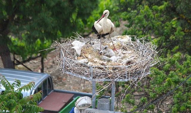 41 yıl sonra gelen leylek yavrusu sevinci
