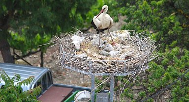 41 yıl sonra gelen leylek yavrusu sevinci
