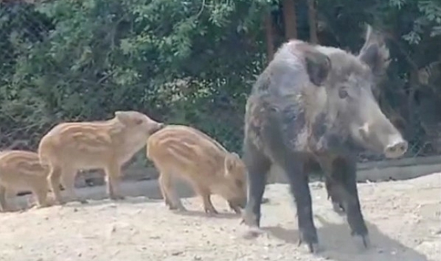 Aç domuzları, ekmekle besledi