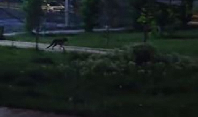 Aç kalan bir tilki yiyecek bulmak için şehir merkezine kadar indi