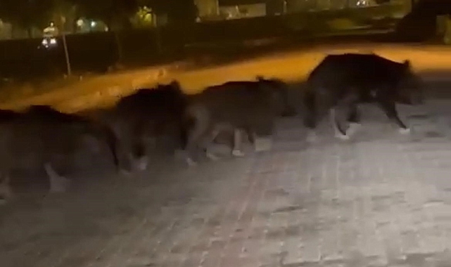 Aç kalan domuzlar şehir merkezine kadar indi