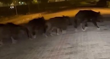 Aç kalan domuzlar şehir merkezine kadar indi