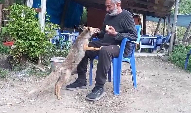 Aç kalan tilki, çay ocağının yolunu tuttu