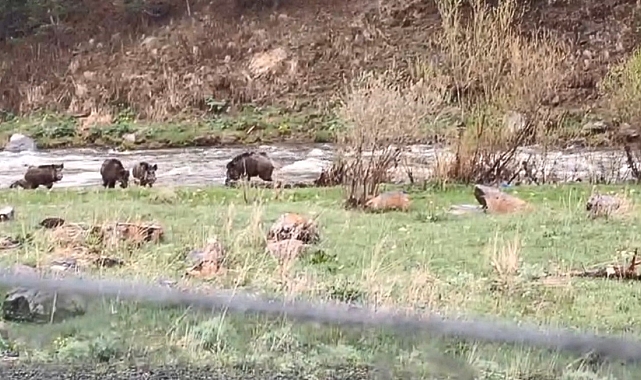 Aç kalan ve yiyecek arayan domuzlar yavrularıyla birlikte kameralara yansıdı