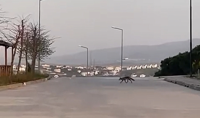 Aç tiliki, kedinin mamasını yemek istedi