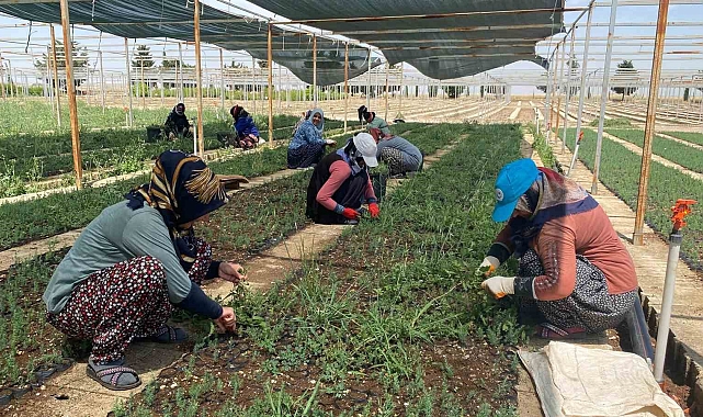 Adıyaman Orman Fidanlık Müdürlüğünde yılda 1 milyona yakın fidan üretimi yapılıyor