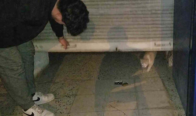 Afacan kedi yüzlerde tebessüm oluşturdu