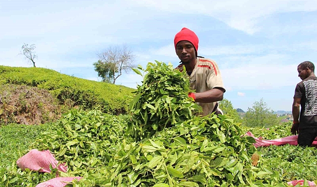 Afrikalı çay işçileri çay hasadında