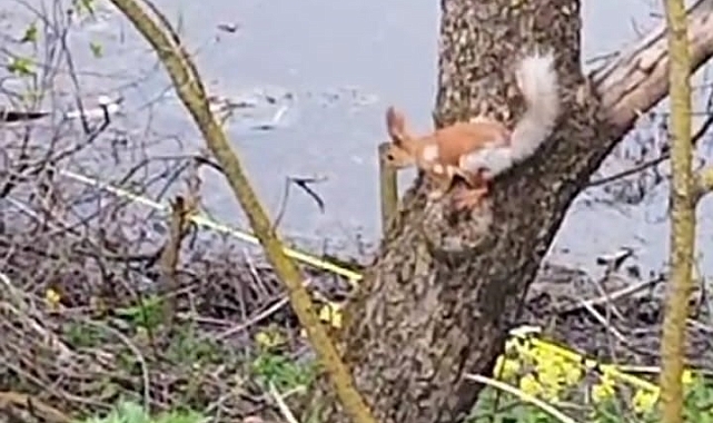 Ağacın yüksek noktalarına çıkan sincabın, rahatlığı dikkat çekti