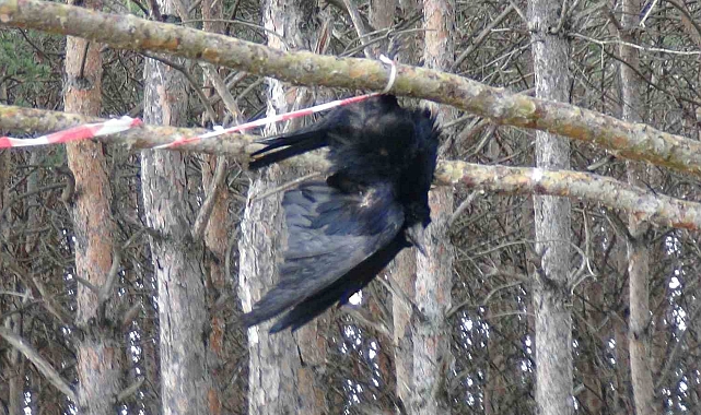 Ağaçta asılı kalan karga telef oldu