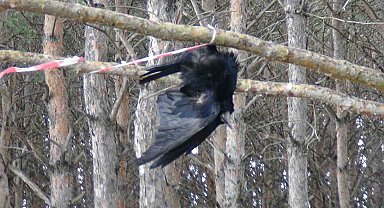 Ağaçta asılı kalan karga telef oldu