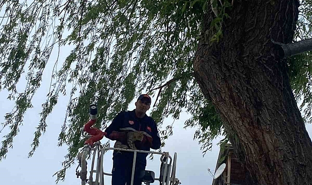 Ağaçta mahsur kalan kediyi itfaiye kurtardı