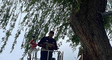 Ağaçta mahsur kalan kediyi itfaiye kurtardı
