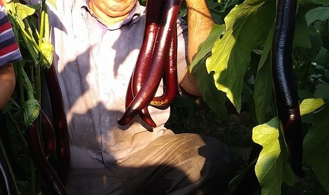 Ağaçtan düşen çiftçi, yaşam mücadelesini kaybetti