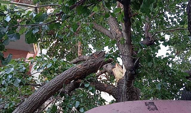 Ağaçtan kopan büyük dal parçası, kadını hastanelik etti