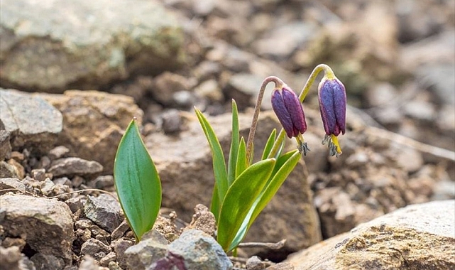 &#039;Ağlayan gelin&#039; diye bilinen çiçeği koparmanın cezası yarım milyon lira