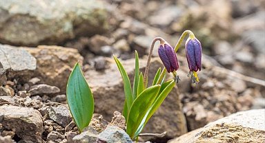 'Ağlayan gelin' diye bilinen çiçeği koparmanın cezası yarım milyon lira