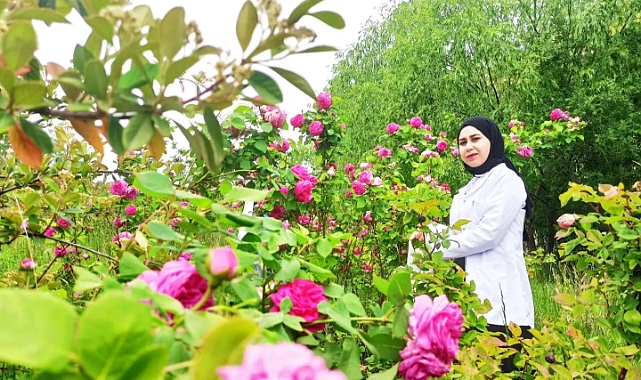 Ağrı Dağı eteğinde yetiştirilen güller kozmetik ve sağlık ürünlerine dönüştürülüyor