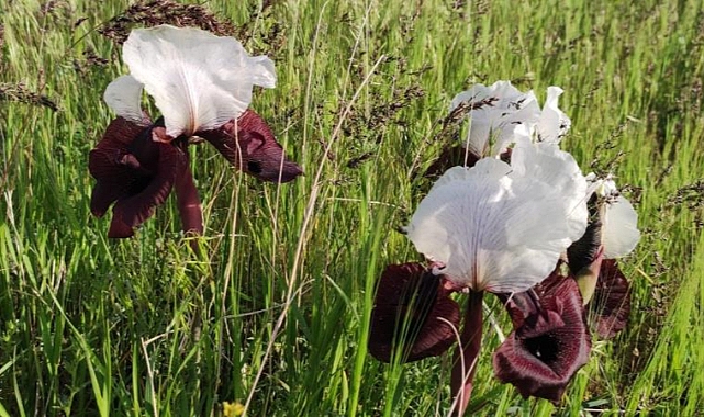 Ağrı Dağı eteklerinde açan kurt kulağı doğaya güzellik katıyor