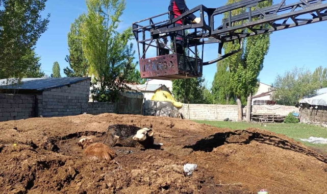 Ağrı&#039;da bataklığa saplanan inekler itfaiye ekipleri tarafından kurtarıldı