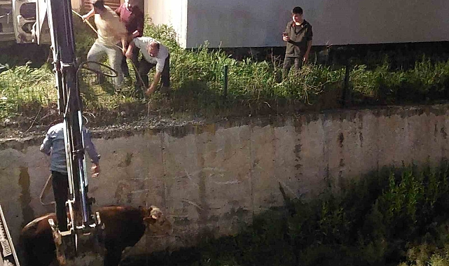 Ahırda bulunan kurbanlık, sahibinin elinden kaçtı