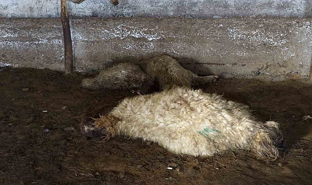 Ahırda havasız kalan koyunlar telef oldu