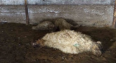 Ahırda havasız kalan koyunlar telef oldu