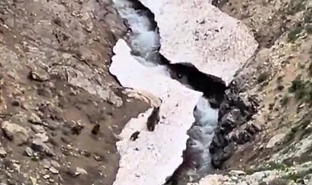 Anne ayı ve 3 yavrusu doğada yiyecek aradı