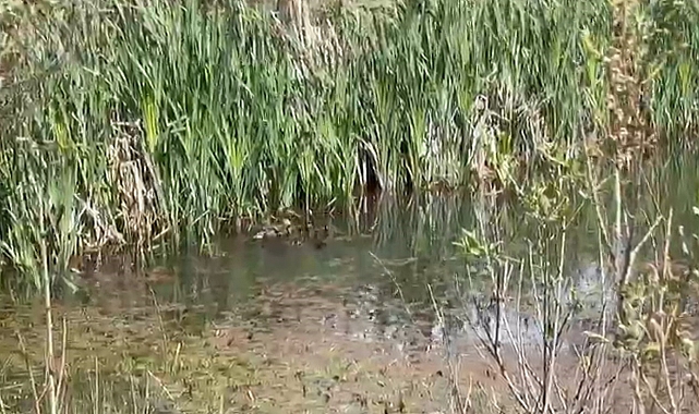 Anne ördek ve yavruları doğal yaşama bırakıldı