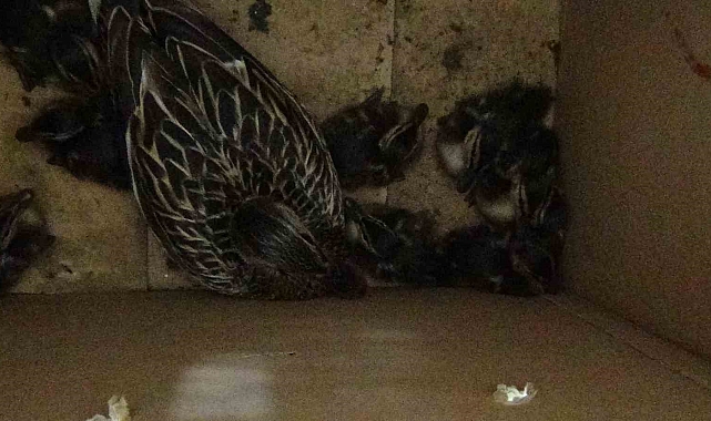 Anne ördek ve yavruları koruma altına alındı