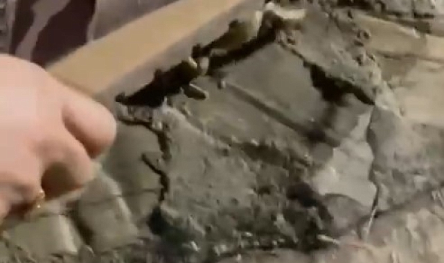 Anne terliği, Kurbağayı, yılana yem olmaktan kurtardı