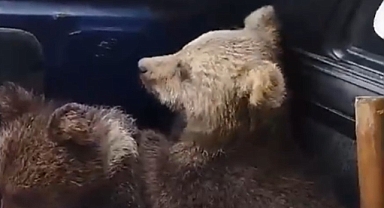 Annelerini kaybeden minik ayıların imdadına köylüler yetişti